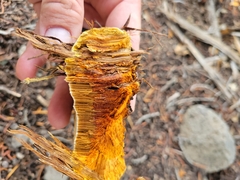 Pyrofomes juniperinus