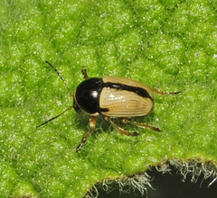 Cryptocephalus pygmaeus