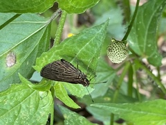 Vehilius stictomenes