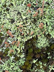 Cladonia peziziformis