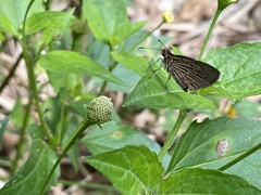 Vehilius stictomenes