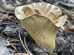 Turbinellus kauffmanii