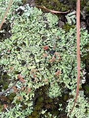 Cladonia peziziformis