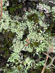 Cladonia peziziformis