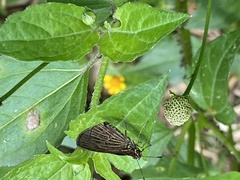 Vehilius stictomenes
