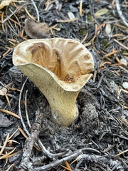 Turbinellus kauffmanii