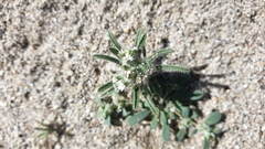 Johnstonella angustifolia