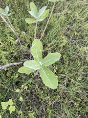Calotropis gigantea