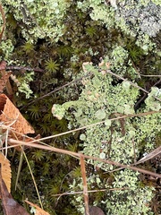 Cladonia peziziformis