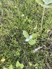 Calotropis gigantea