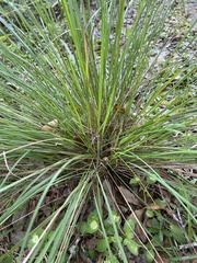 Sorghastrum secundum