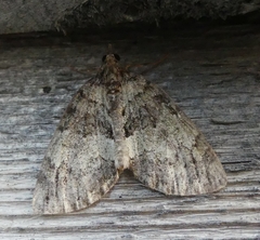 Hydriomena furcata