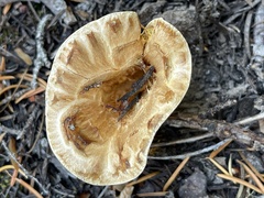 Turbinellus kauffmanii