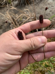 Sanguisorba officinalis