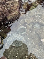 Anthopleura