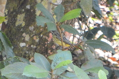 Myiodynastes luteiventris