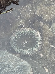 Anthopleura