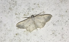 Idaea minuscularia