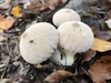 Common Puffball - Photo (c) Stephan Pflume, some rights reserved (CC BY-NC), uploaded by Stephan Pflume