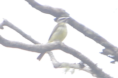 Myiodynastes luteiventris