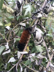 Pyrrharctia isabella