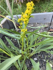 Solidago sempervirens