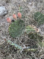 Opuntia gilvescens