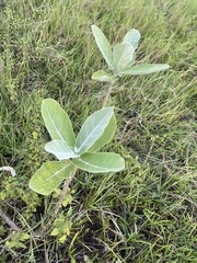 Calotropis