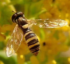 Sphaerophoria contigua