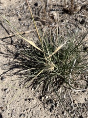 Elymus elymoides