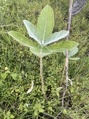 Calotropis