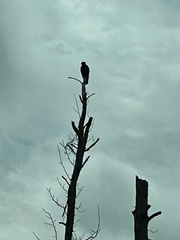 Cathartes aura