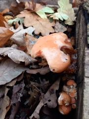 Hydnum rufescens