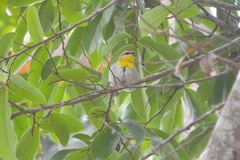 Basileuterus rufifrons