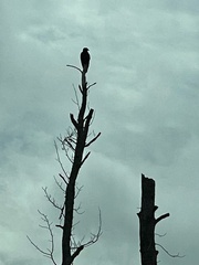 Cathartes aura