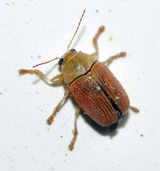 Cryptocephalus sulphureus