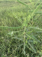Sesbania cannabina