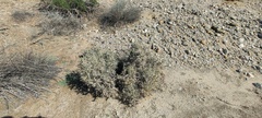 Cylindropuntia ramosissima