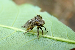 Telamonini