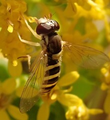 Sphaerophoria contigua