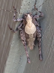 Neduba