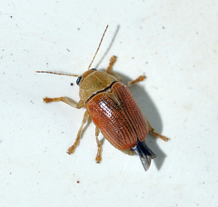 Cryptocephalus sulphureus
