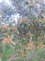 Lithraea brasiliensis