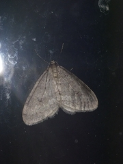 Operophtera fagata