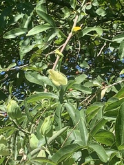 Passifloraceae