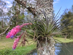 Tillandsia stricta