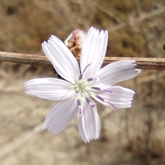 Stephanomeria diegensis