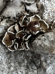 Psora pseudorussellii