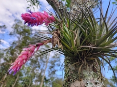 Tillandsia stricta