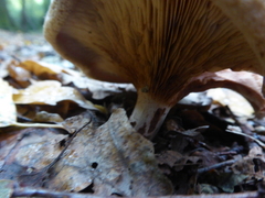 Paxillus